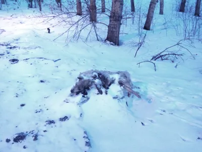 После внезапной смерти карагандинца 30 его собак чуть не съели друг друга  от голода - Телеканал «Астана»
