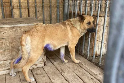 В Астрахани нашли труп бродячей собаки со связанными лапами | АРБУЗ