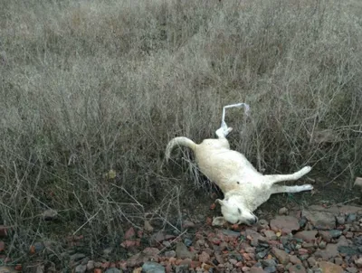 Везде мертвые животные»: в Бахте массово отравили собак и кошек – Новости  Узбекистана – NOVA24.UZ