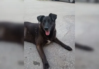 Собака 2 месяца не бросала тело своего мертвого хозяина