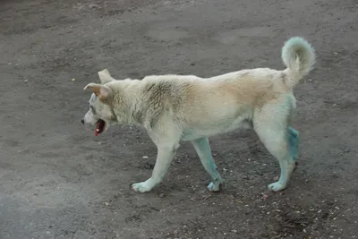 На грани смерти: в Волгограде спасли онкобольную бездомную собаку