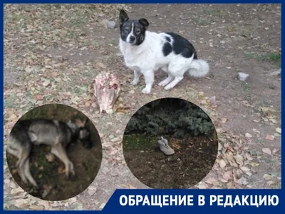 На Черемушках бойцовская собака на улице загрызла шпица (фото) | Новости  Одессы