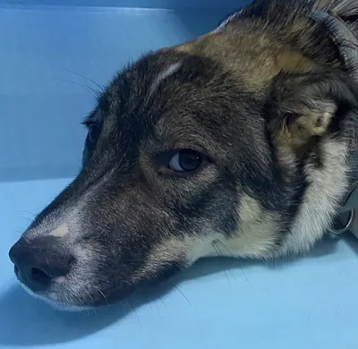 Много мертвых собак обнаружили горожане на юге Москвы