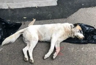 В Петровском районе ввели карантин из-за мертвой бешеной собаки | Саратов 24