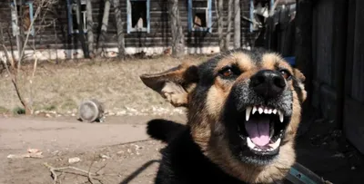 Мы никогда не забудем нашу Чернушку»: жители Сыктывкара ищут виновного в  смерти любимой общедворовой собаки - KP.RU