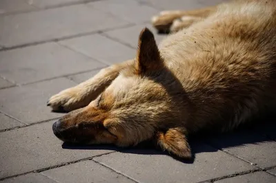 В Энгельсе живодеры до смерти избили собаку в подъезде. ГУ МВД ищет  преступников