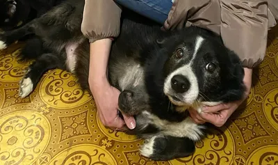Пенсионера из Жодино до смерти загрызли собаки | Новости Беларуси |  euroradio.fm