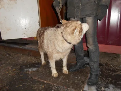 Мама, мы рядом: трогательная история щенков, несколько дней согревающих  собой погибшую в мороз собаку - KP.RU