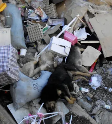 Собаку-инвалида после смерти хозяйки выкинули на улицу - Качканарский  рабочий