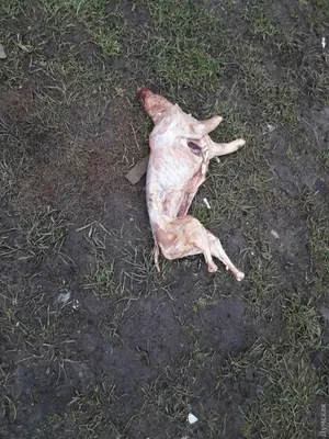 Мертвая собака в могиле стоковое изображение. изображение насчитывающей  природа - 42422991