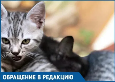 Два маленьких 2-х месячных котенка ищут дом. - котята в добрые руки | Котята,  Кошки, Блохи