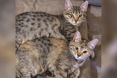 Двое маленьких котят ищут семью в Волжском