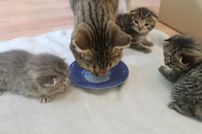10 маленьких миленьких котят 10 …» — создано в Шедевруме