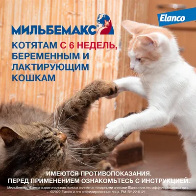Ms. Kiss капли репеллентные для котят и маленьких кошек | Купить в Москве