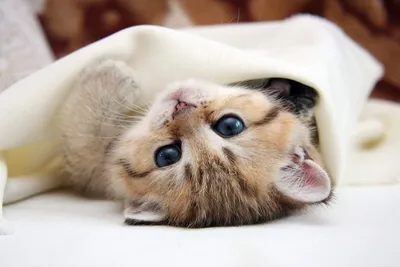 Пазл спящий миленький котенок - разгадать онлайн из раздела \"Животные\"  бесплатно