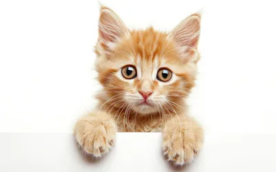 ТОП 10 самых милых котят в мире | info.times | Дзен