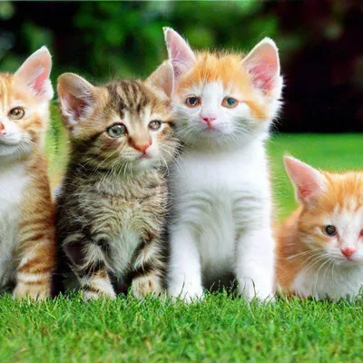 3 маленьких котят стоковое фото. изображение насчитывающей смешно - 39063340