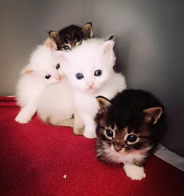 Самых маленьких и милых котят - картинки и фото koshka.top