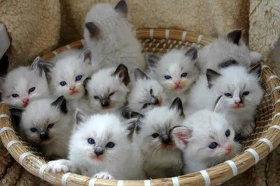 Кошка кормит милых маленьких котят дома :: Стоковая фотография ::  Pixel-Shot Studio