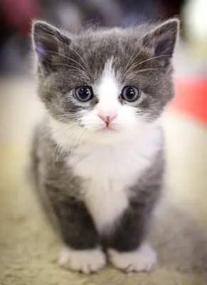 16 маленьких котят, которые выглядят как сдобные пирожочки, сделанные из  чистого зла