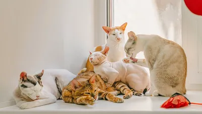 Милые котики в шапочках - 71 фото