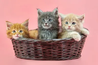 5 милых котят смотрят в камеру, картинки котят и кошек фон картинки и Фото  для бесплатной загрузки