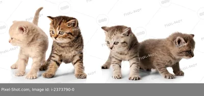 две милые кошки уснули в плетеной корзине Стоковое Изображение -  изображение насчитывающей серо, нутряно: 223077481