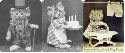 Щенята и котята на белизне смотря вверх Стоковое Фото - изображение  насчитывающей немного, ангстрома: 114251946