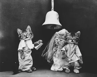 Самые первые фотографии котят и щенят в костюмах. Сделаны аж в 1914 году! |  Минутка вдохновения | Дзен