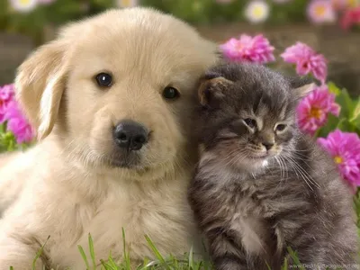 Милые собаки и кошки - красивые фото