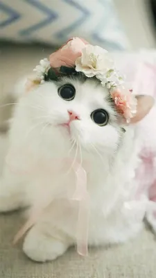 Милые котики (На аву). 2024 | ВКонтакте