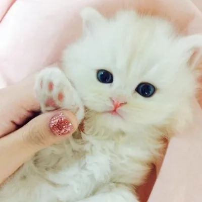 Пользователи сети показали своих милых котят, превратившихся в
