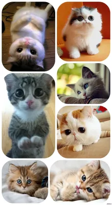 Картинки милых котят для срисовки - 70 фото