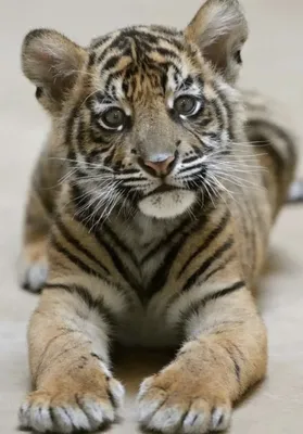 Очень много милых цветных тигрят» — создано в Шедевруме
