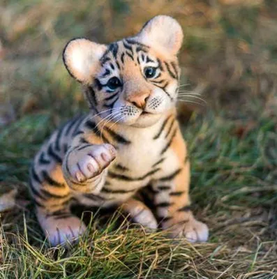Милые тигрята. Большие кошки | Милые животный | Дзен
