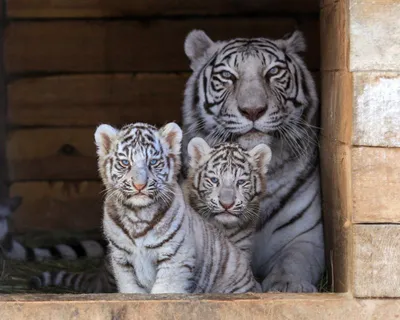 два милых маленьких тигра, стоящих в снегу и смотрящих на камеру.  генеративный помощник Стоковое Изображение - изображение насчитывающей  кошачий, коты: 271483631