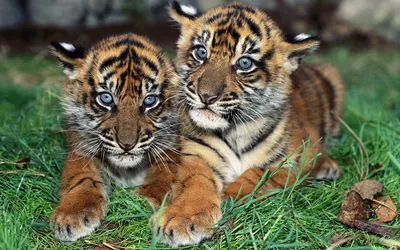 Тигрята, козлята и другие милые малыши барнаульского зоопарка | ОБЩЕСТВО |  АиФ Барнаул