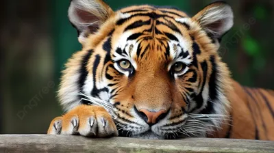 Милые тигрята. | Пикабу
