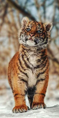 Фото: милые тигрята в зоопарке Кишинева