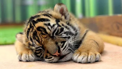 Милые тигрята. | Пикабу