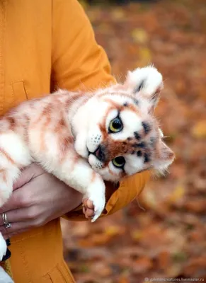 В Германии впервые показали новорожденных сибирских тигрят: милые фото -  Lifestyle 24