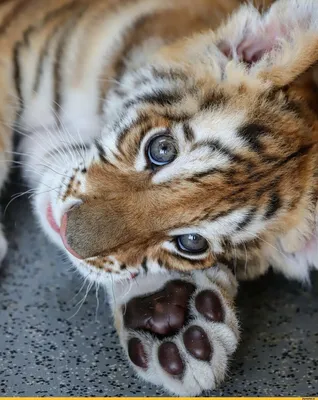 Милые тигрята - красивые фото