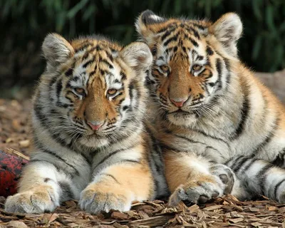Милые тигрята в бело-синих тонах, …» — создано в Шедевруме