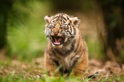 Картинки смешные тигрята (53 фото) » Юмор, позитив и много смешных картинок