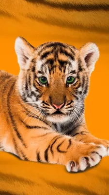 Милого бенгальского тигренка продал житель Ростова за 400 тысяч рублей