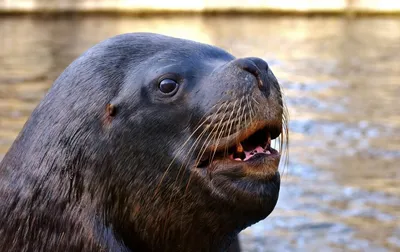 Аквапарк в Сан-Франциско закрыт из-за агрессивных морских львов - BBC News  Русская служба