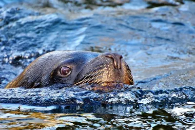 17 интересных фактов о морских львах