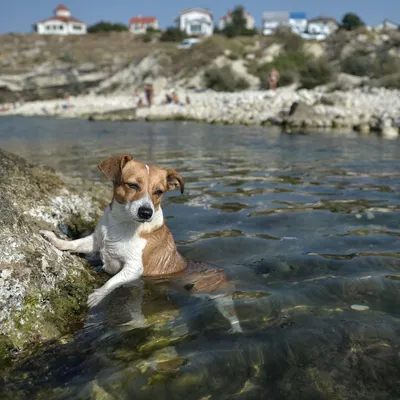 Российские кинологи рассказали, можно ли собакам купаться в море - Новости  Сахалинской области - astv.ru