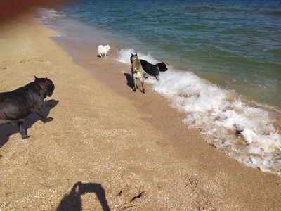 Советы юриста в Греции:Выгул и купание собак на общественных пляжах -  Афинские Новости