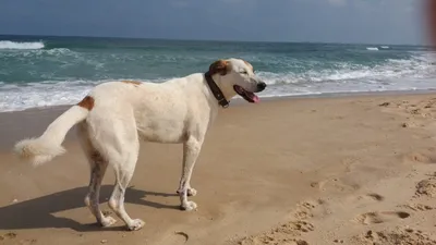 Картинки ретривера собака на берегу моря животное